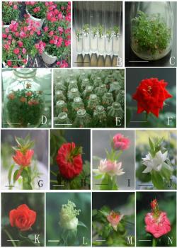 華南植物園月季試管開花研究獲突破