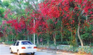 南山區街頭花卉。