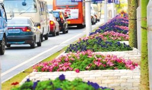 深圳南山區街頭花卉。