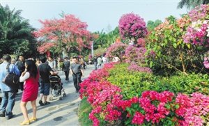 記者在公園、街頭拍攝的繁花似錦的景象。 深圳商報記者 廖萬育 攝