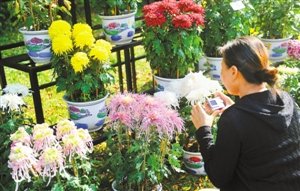 東湖公園菊花展