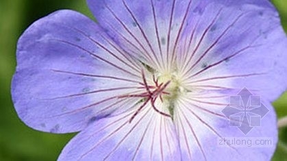 切爾西花展:百年植物評選結果揭曉(二)