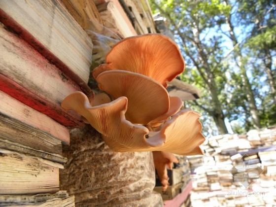 加拿大Connaissance花園