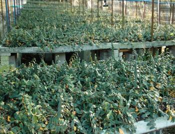 華南植物園“中科從都2號(hào)鐵皮石斛”通過新品種鑒定
