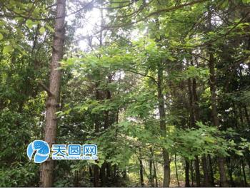 讓森林走進城市 南昌構(gòu)建城鄉(xiāng)一體綠化新局面