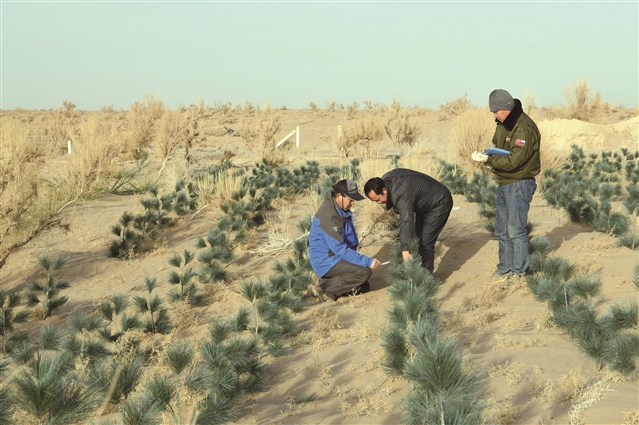 民勤治沙綜合試驗站工作人員在仿真固沙灌木固沙試驗區測量固沙數據