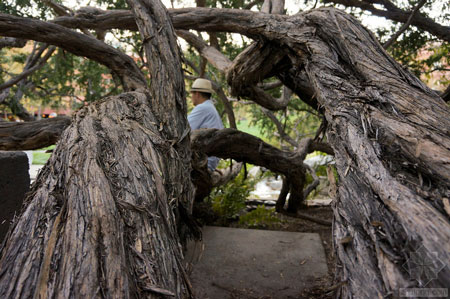美國(guó)舊金山Levi公園實(shí)景圖