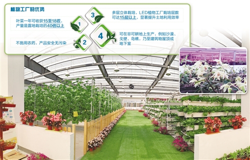 農眾物聯的全人工光植物工廠種植的鐵皮石斛