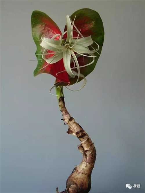 彩掌切花作品欣賞
