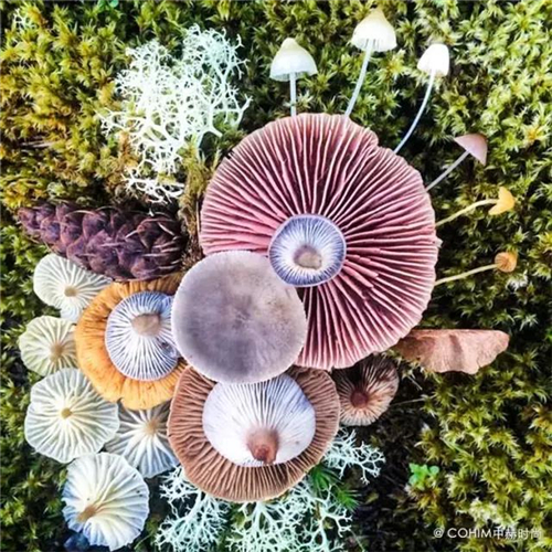 花藝設(shè)計(jì)：森林風(fēng)景觀花藝跳出花藝同質(zhì)化！