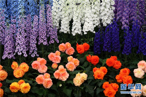 切爾西花展上拍攝的秋海棠和翠雀花