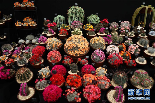 切爾西花展上拍攝的仙人掌