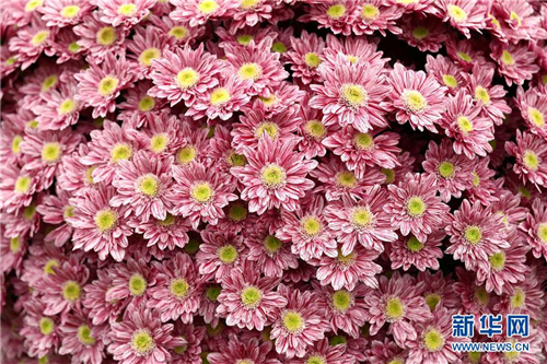 切爾西花展上拍攝的鮮花