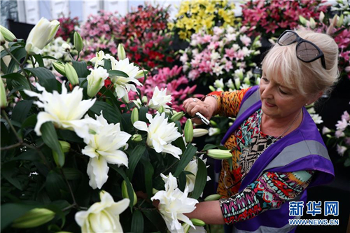 一名參展者在整理參展的百合花
