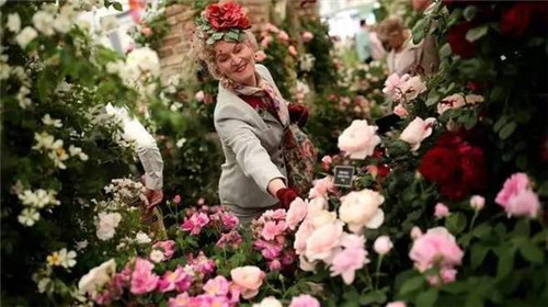 切爾西花展 切爾西花展——園林愛好者的盛事