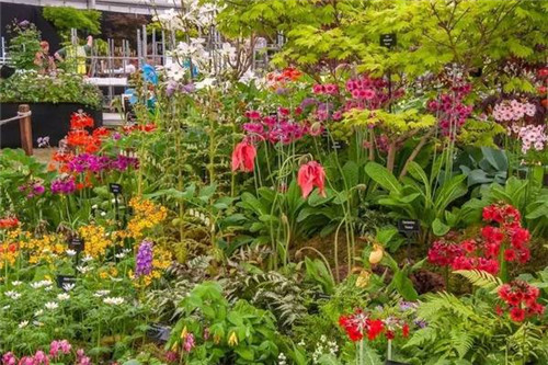 切爾西花展 切爾西花展——園林愛好者的盛事