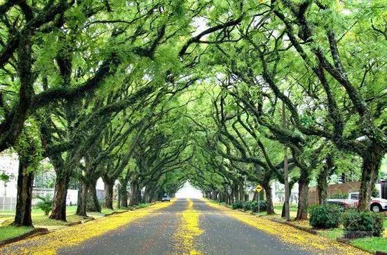 科學(xué)認(rèn)識(shí)樹木與城市生態(tài)的相互影響