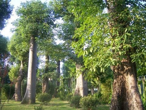 大樹進城本質上是破壞生態