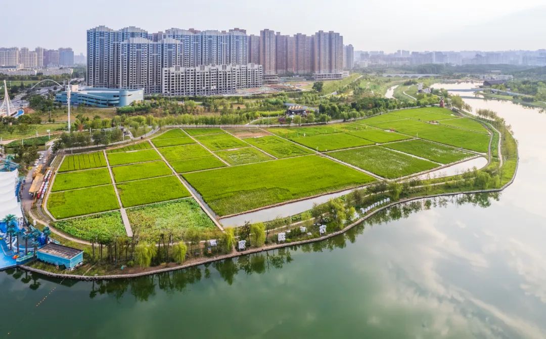 赤地設(shè)計丨西安都市田園實(shí)踐——稻香園