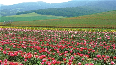 河北推動(dòng)林草產(chǎn)業(yè)高質(zhì)量發(fā)展